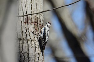 Woodpecker, Red-breasted Sapsucker, 2014-04060055 Broad Meadow Brook, MA